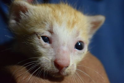 Close-up portrait of cat