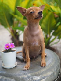 Portrait of a dog sitting on potted plant