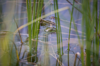 A beautiful common green water frog enjoying sunbathing in a natural habitat at the forest pond. 