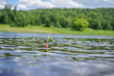 Close-up of duck in a lake