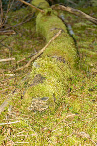 Close-up of lizard on tree in forest