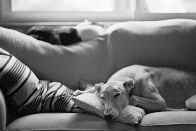 Dog lying on sofa