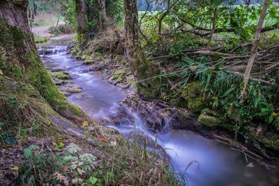 Stream flowing through forest