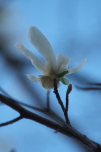 Close-up of white flowering plant against blue sky