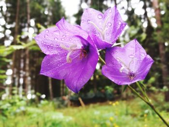 Close-up of wet purple flower blooming outdoors