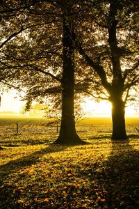 Trees on field against sky