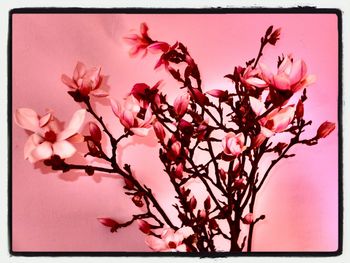Low angle view of pink flowers