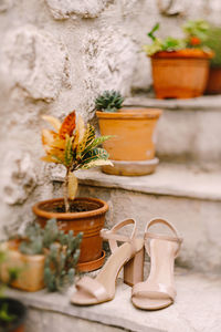 Close-up of potted plant on table