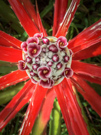 Close-up of red flower