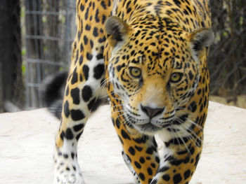 Close-up portrait of tiger