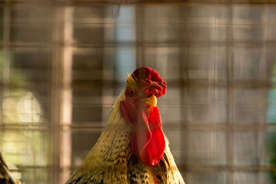 Close-up of rooster looking away