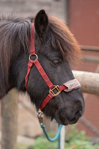 Close-up of a horse