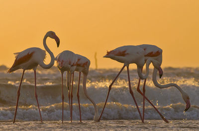 Flamingoes at beach during sunset