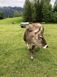 Cow on grassy field