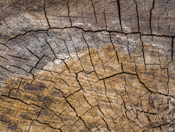 Full frame shot of cracked tree