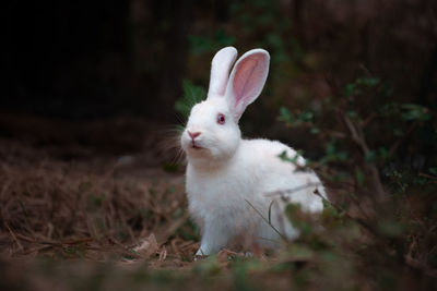 Close-up of a rabbit on field