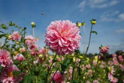 Close-up of pink flowers growing on field