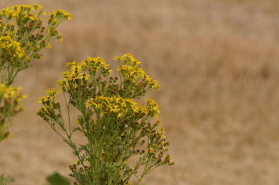 Close-up of yellow flowering plant