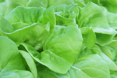 Full frame shot of green leaves