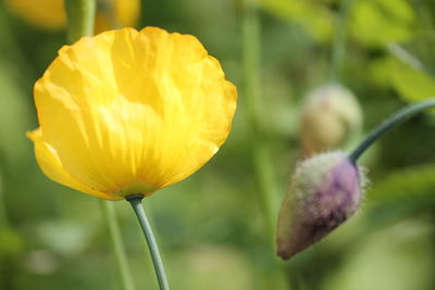 Close-up of yellow flower blooming outdoors