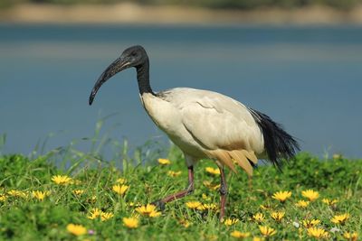 Bird on a field