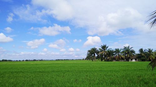 Scenic view of agricultural field against sky