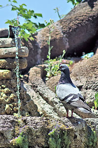 Close-up of bird perching on rock by retaining wall