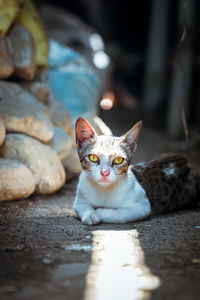 Portrait of cat relaxing on floor