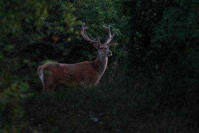 Deer standing on field