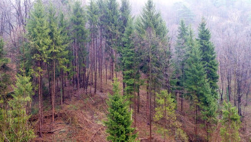 Pine trees in forest