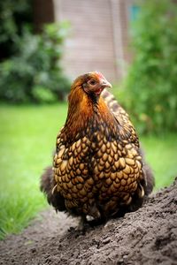 Close-up of a bird on field
