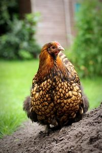 Close-up of a bird on field