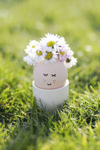 Close-up of white daisy flower on field