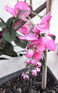 Close-up of pink flowers