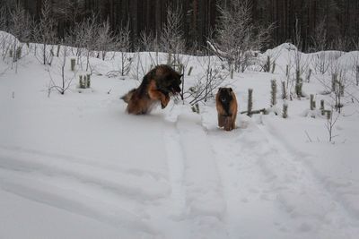 Dog in snow