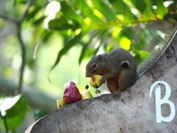 Close-up of duck eating fruit