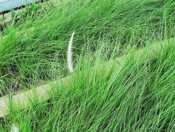 High angle view of grassy field