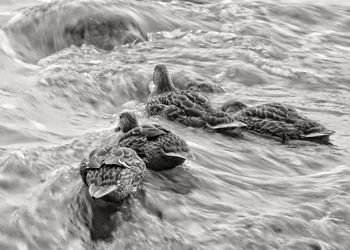 High angle view of turtle in sea