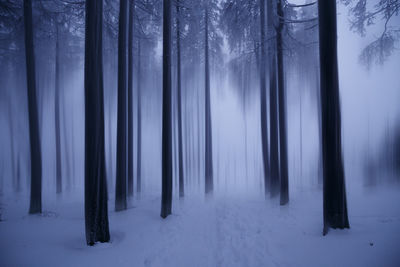 Trees in forest during winter