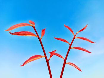 Low angle view of red flowering plant against blue sky