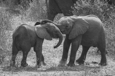 Elephant standing on field