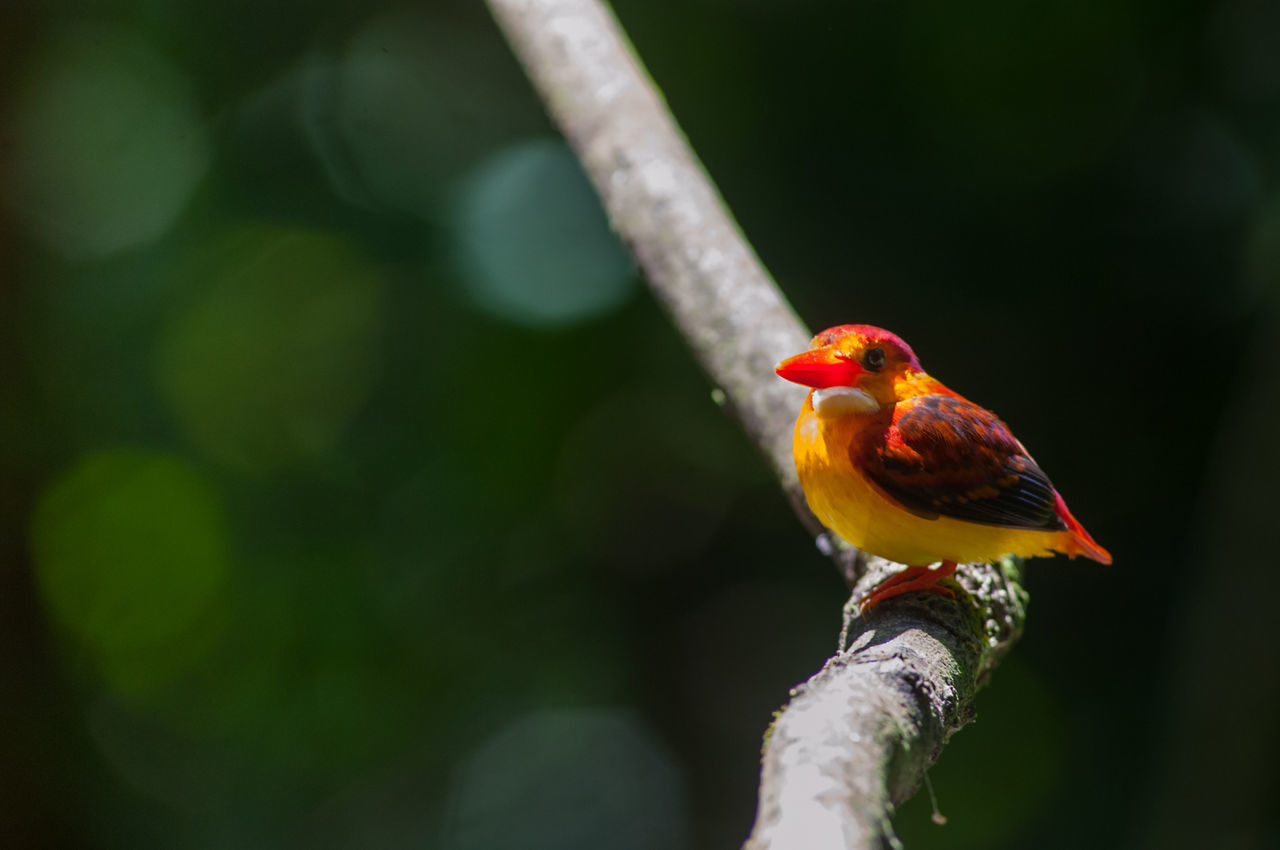 CLOSE-UP OF HUMMINGBIRD PERCHING ON BRANCH