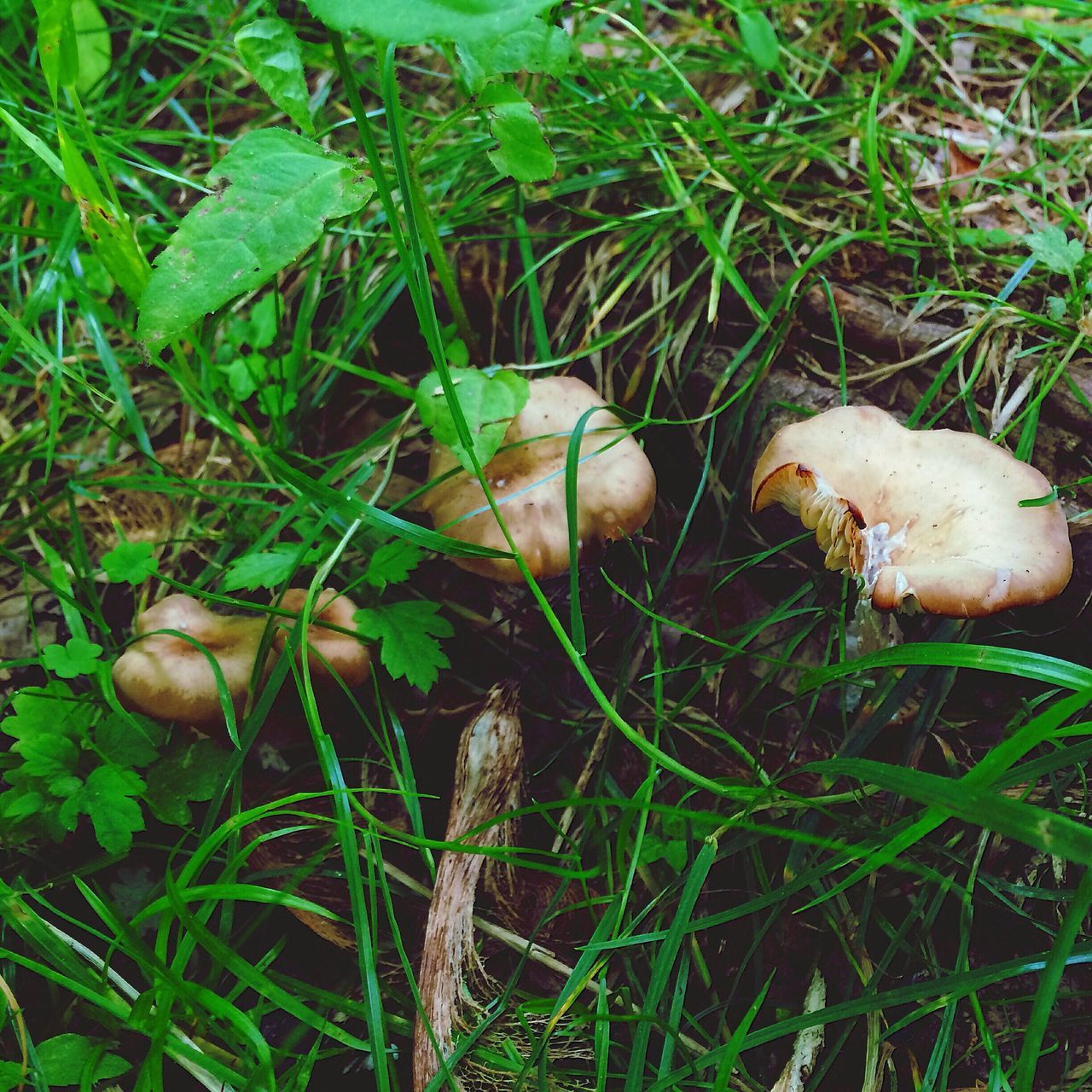 grass, mushroom, fungus, field, growth, green color, nature, toadstool, grassy, close-up, high angle view, freshness, edible mushroom, beauty in nature, day, vegetable, uncultivated, outdoors, no people, plant