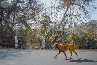 Dog walking on road