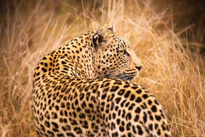 Leopard looking away by grass