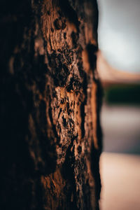 Close-up of tree trunk