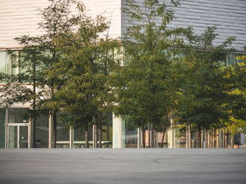 Trees by building in city