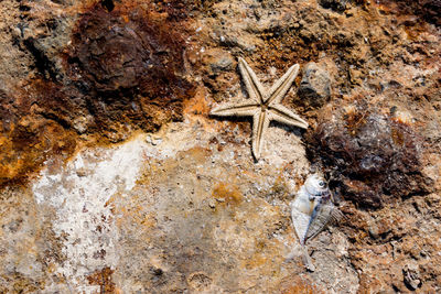 Close-up of lizard on rock