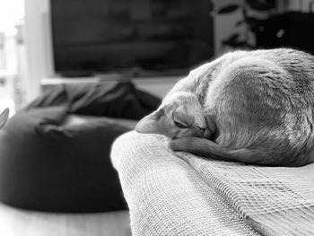 Close-up of a dog sleeping at home