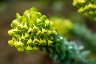 Close-up of yellow flower